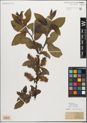 Foto von Salix myrsinifolia Salisb.